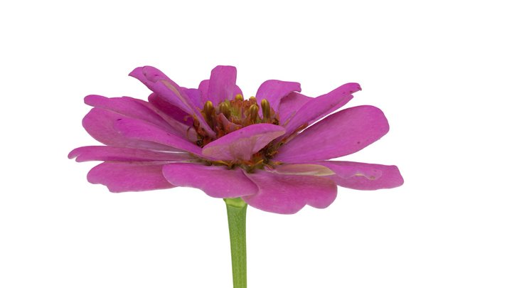 Common Zinnia (Zinnia elegans) 3D Model