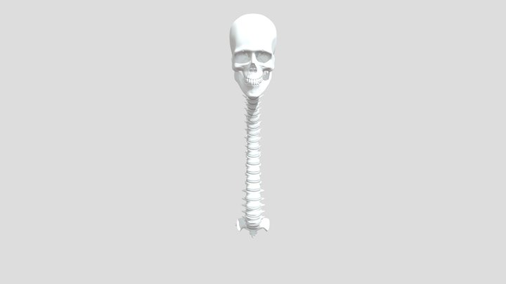 the-human-spinal-column 3D Model