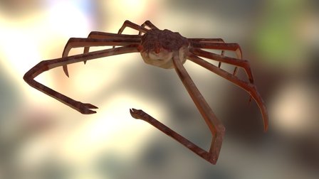 Spider Crab 3D Model