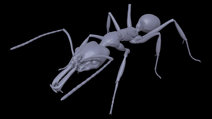 Anochetus_risii – Kostenloses 3D-Modell STL