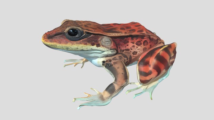 RED_LEGGED_FROG 3D Model