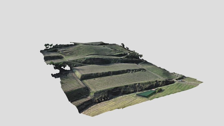 3D Model - Vineyard / Consorzio del Soave 3D Model