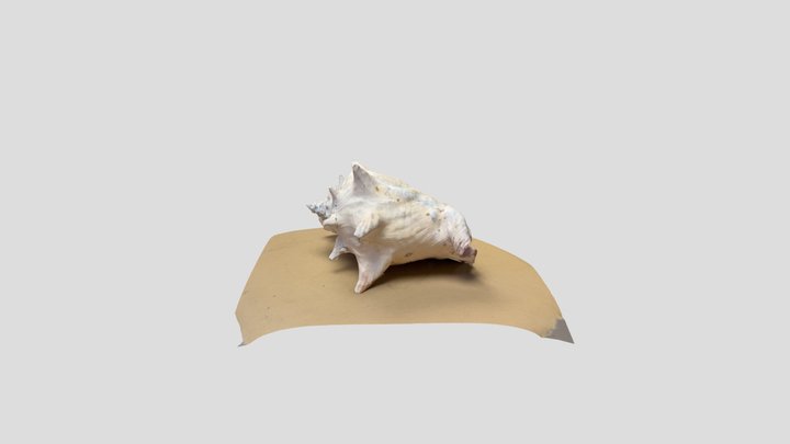 Conch 3D Model