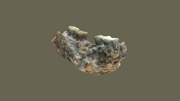 Homo erectus Sangiran 9 3D Model