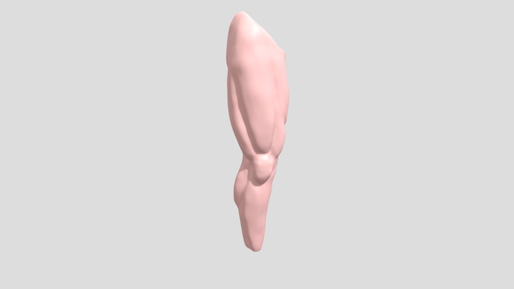 Leg Base Mesh For Anatomy Sculpting