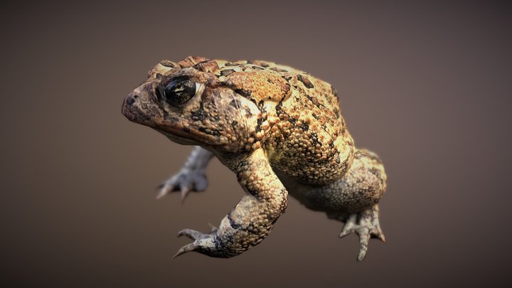 Toad sitting 3D Model