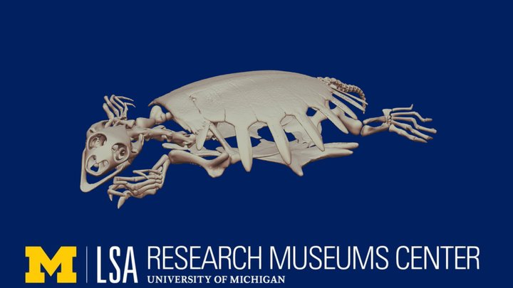 Apalone spinifera 3D Model