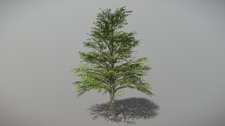 Sycamore (Animated Tree) 3D Model