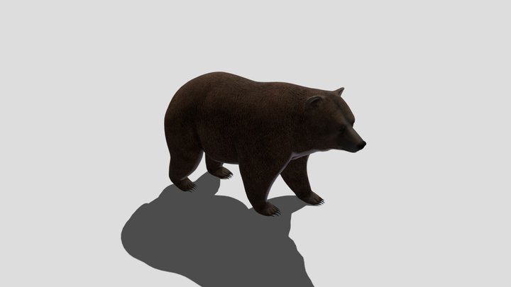Bear 3D Model