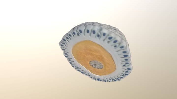 Ovum 3D Model