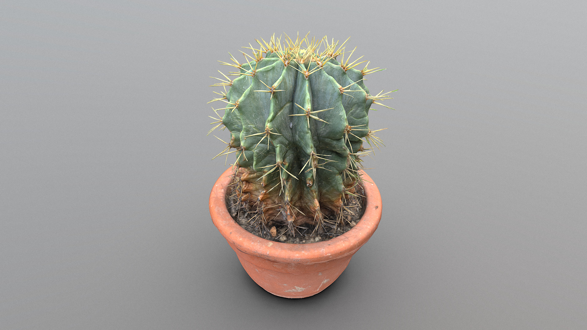 3D model Cactus in pot - This is a 3D model of the Cactus in pot. The 3D model is about a potted cactus with a green plant in it.