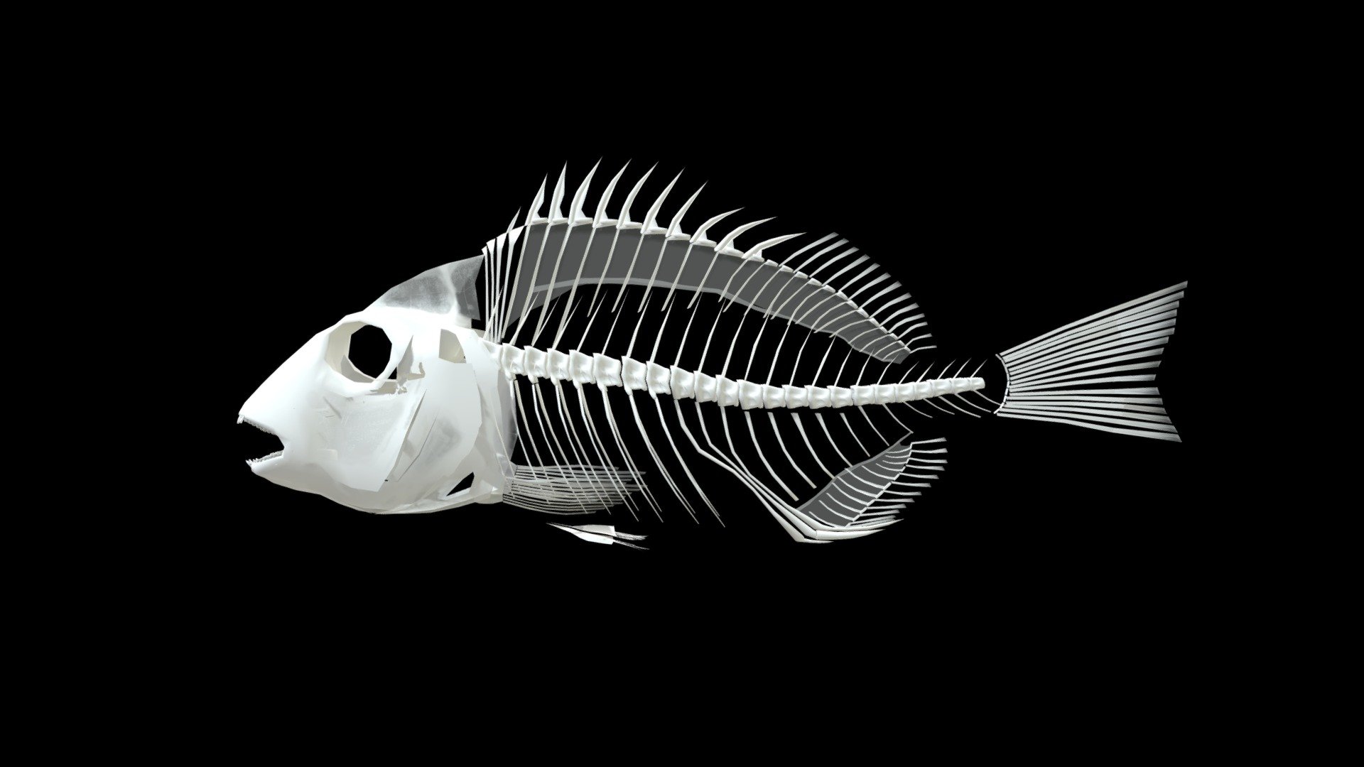 snapper(ヘダイ) Skeleton specimen(骨格標本) - 3D model by tanigutisora ...