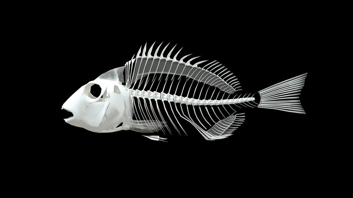 snapper(Rhabdosargus sarba) ,Bone 3D Model