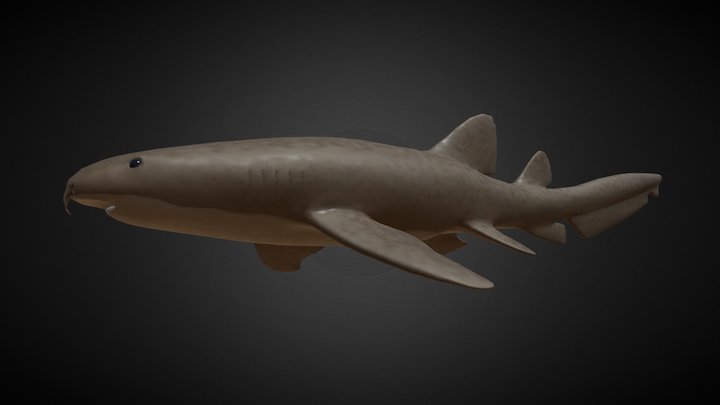 Nurse Shark 3D Model