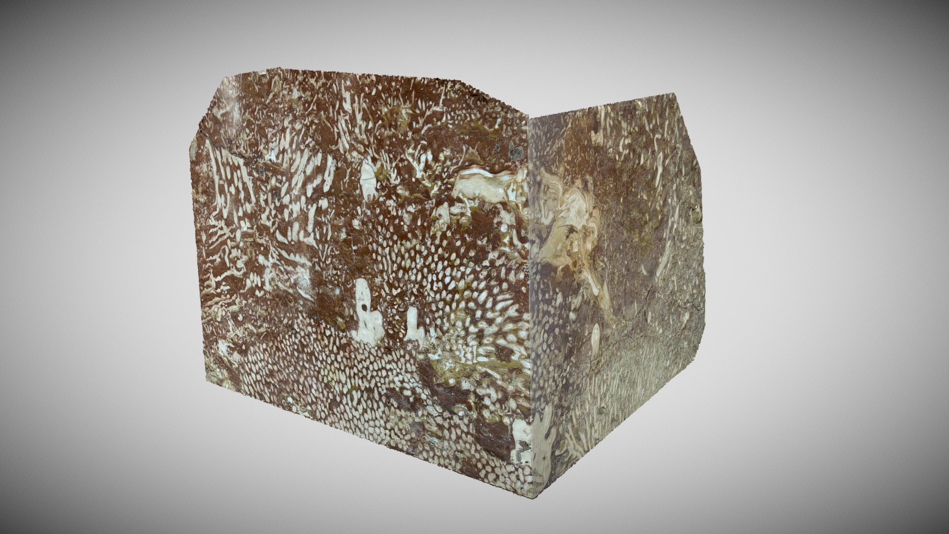 Red limestone with corals 2