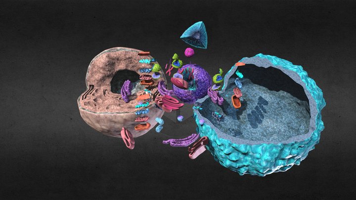 Human Cell Animation 3D Model