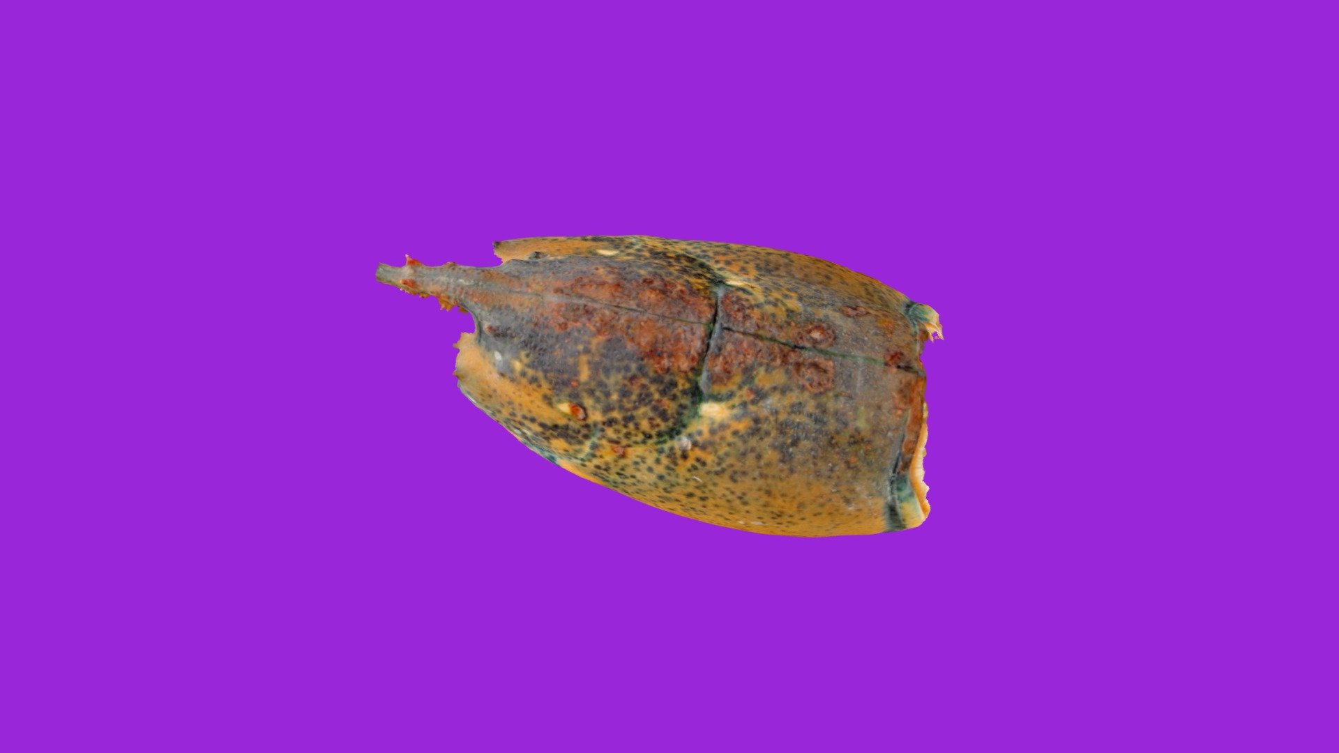 Am Lobster Spring 2019 St368 01x, ESD lev 2