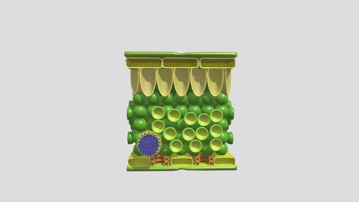 Struktur Dan Fungsi Jaringan Daun 3D Model