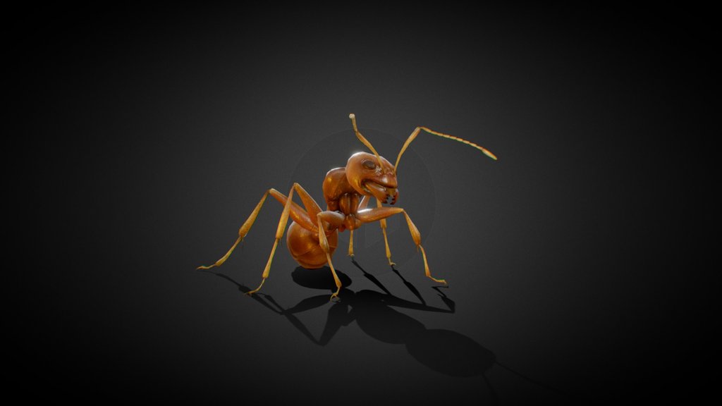 ANT