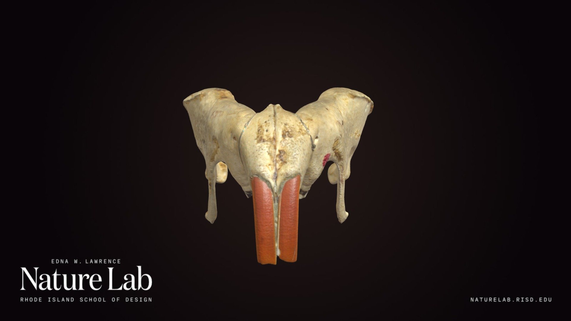 Beaver Jaw