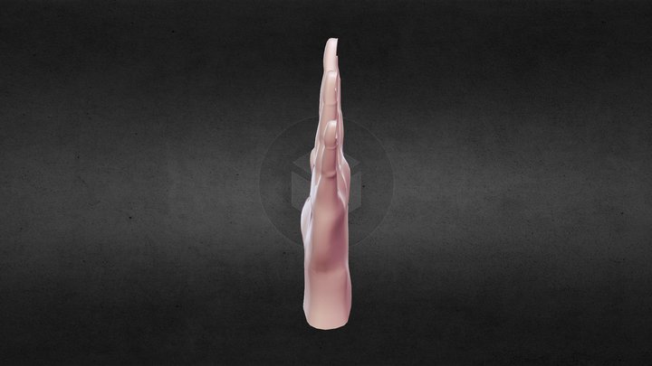 Modelo mano 3D Model