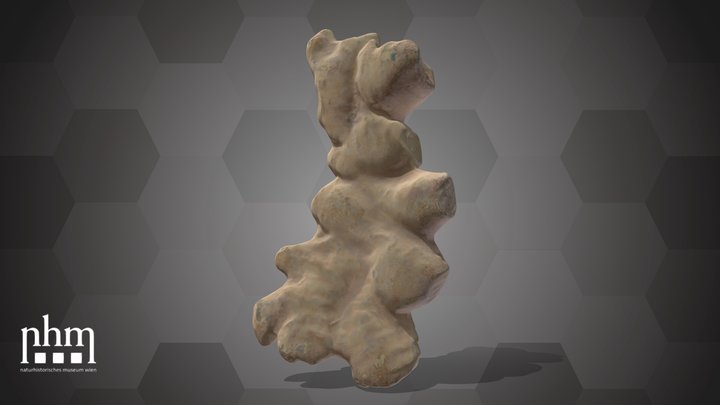Ginger (NHMW-AFW-DING-0046-041) – Modello 3D gratuito STL