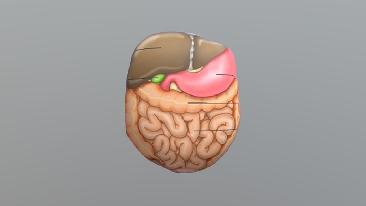 Organic 3D Model