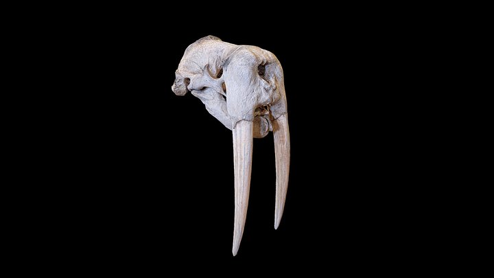 Morse Head 3D Model