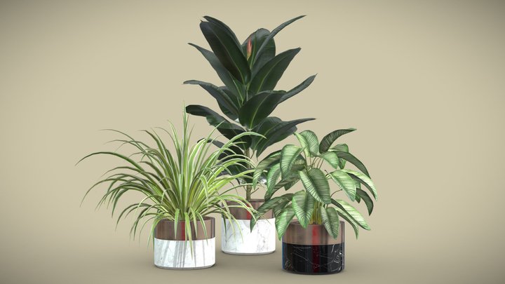 Indoor Plants Pack 02 3D Model