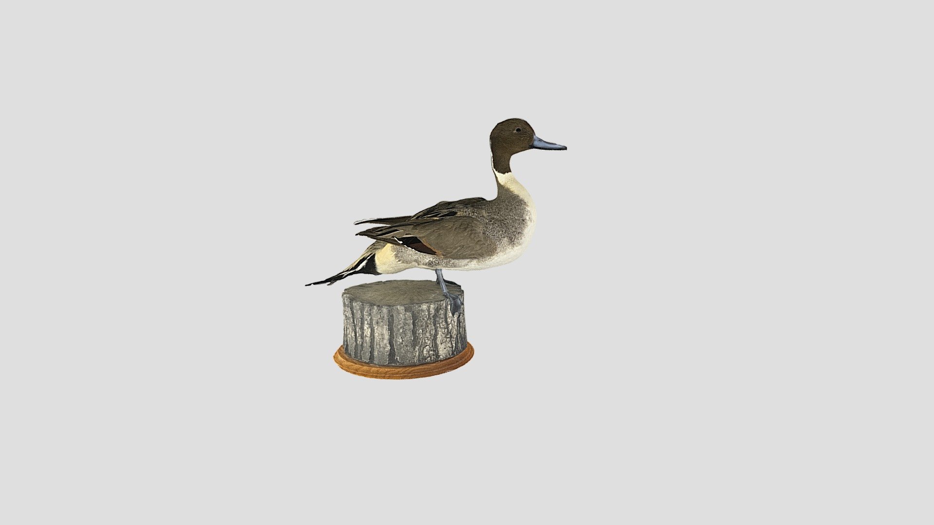 Pintail Duck
