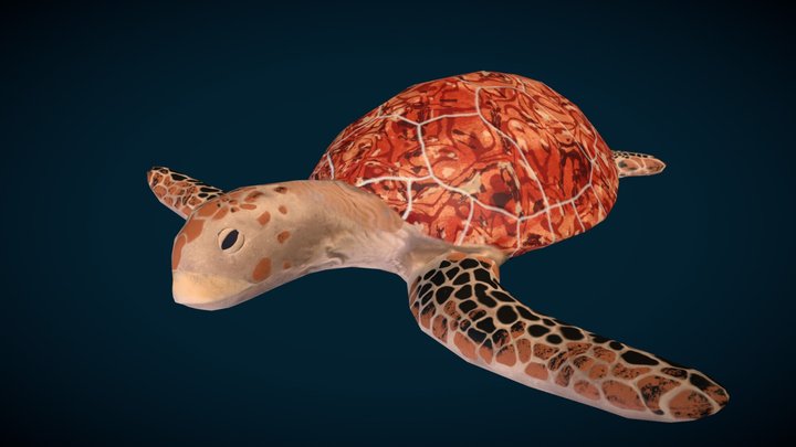 Green Sea Turtle Low Res 3D Model