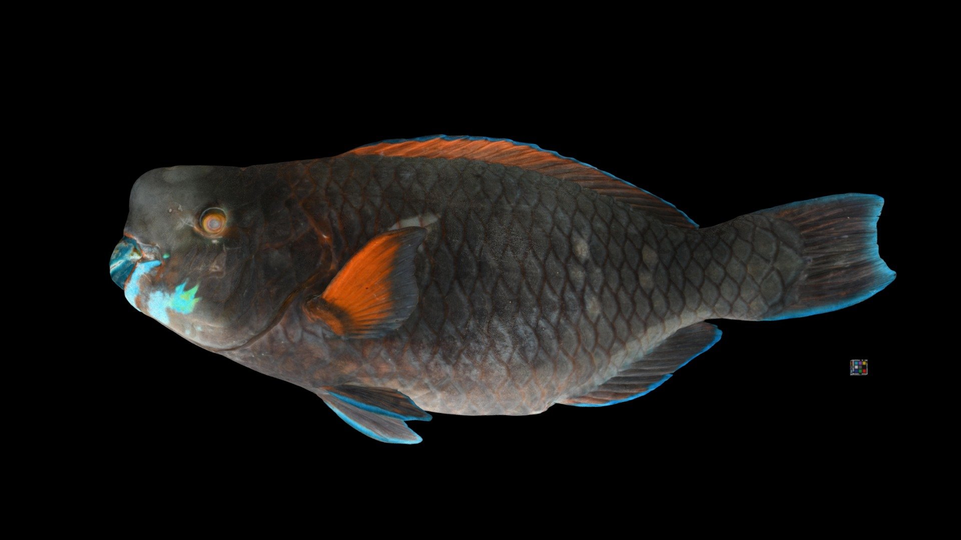 アオブダイ Knobsnout Parrotfish Scarus Ovifrons Download Free 3d Model By Ffish Asia Florazia Com Ffishasia And Florazia Dac6723