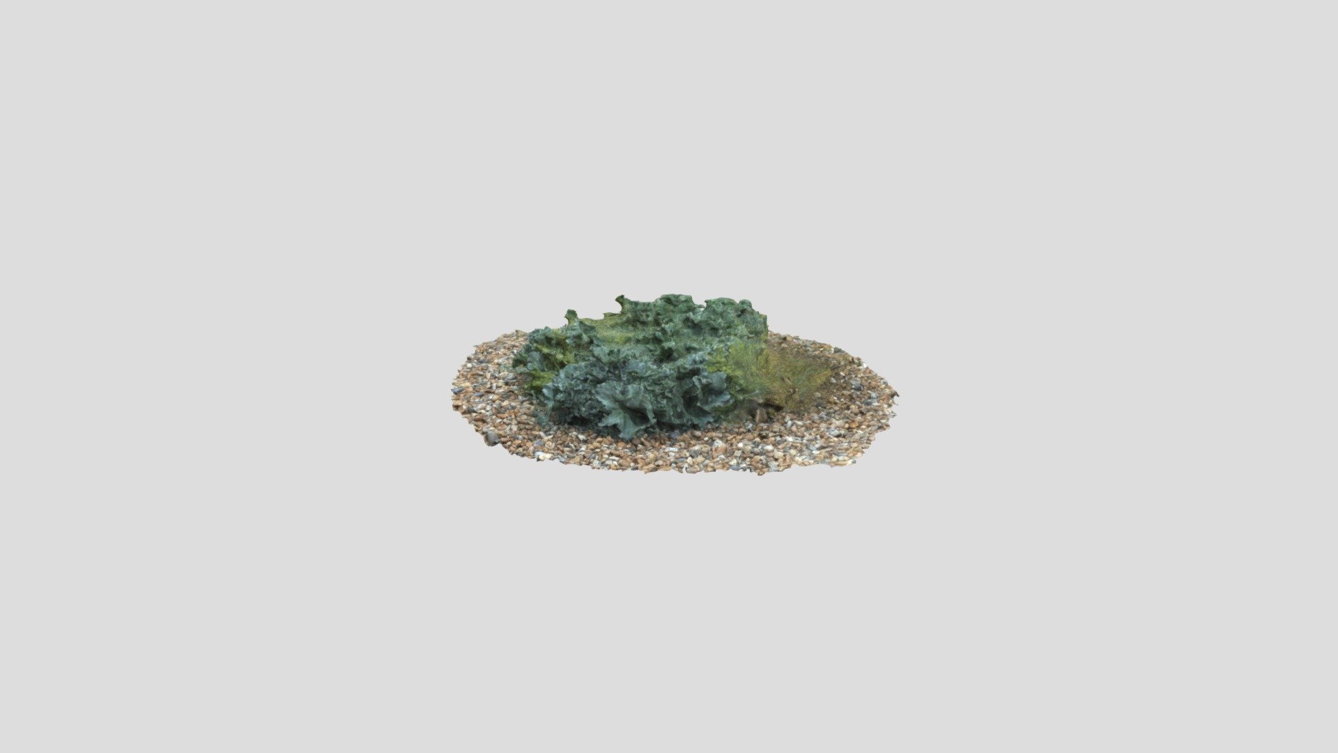 Beach Plant