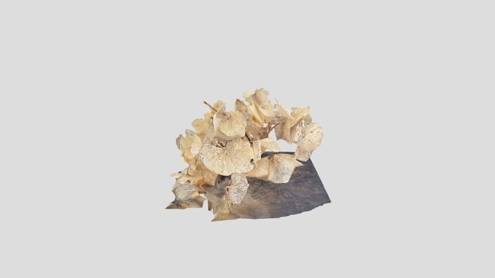 Hydrangea flower head skeleton – Modello 3D gratuito STL