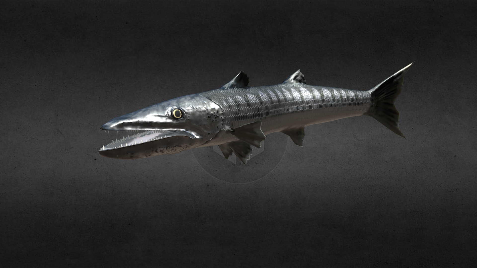 3D model Barracuda Swimming - This is a 3D model of the Barracuda Swimming. The 3D model is about a fish in the water.