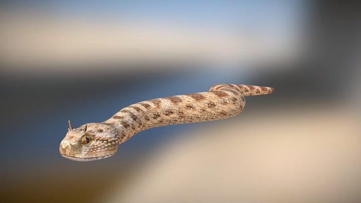 Horned viper 3D Model