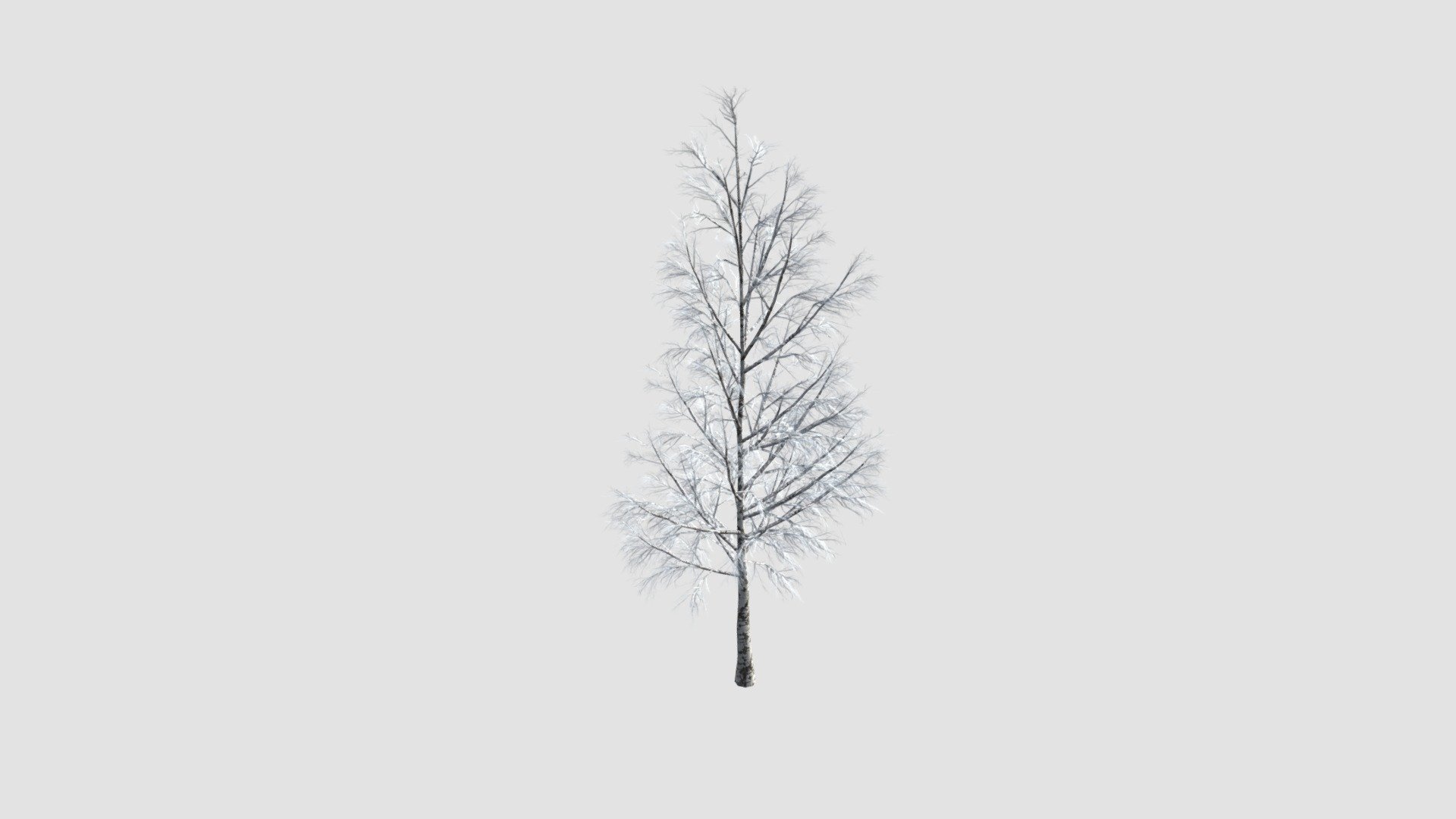 Betula - Buy Royalty Free 3D model by Evermotion [dad09f6] - Sketchfab ...