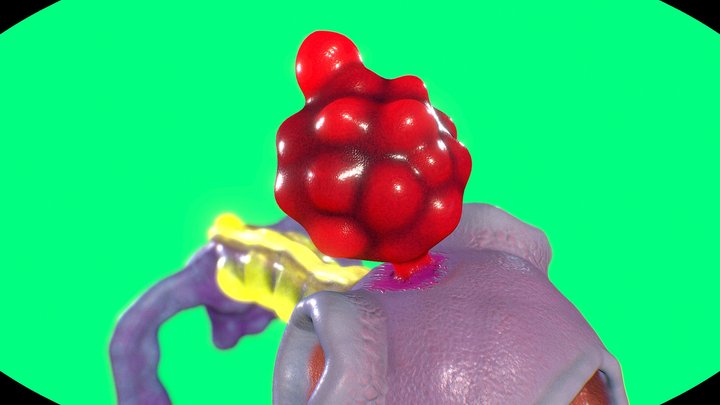 The Gomble 3D Model
