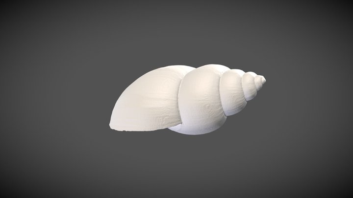 Bulinus abyssinicus (E. von Martens, 1866) – Modello 3D gratuito STL