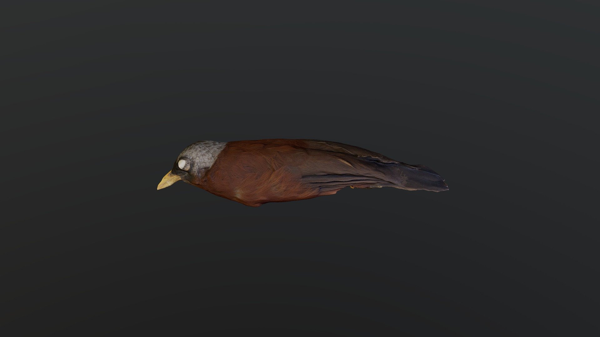 Capuchin Babbler - Turdoides atripennis - Download Free 3D model by ...