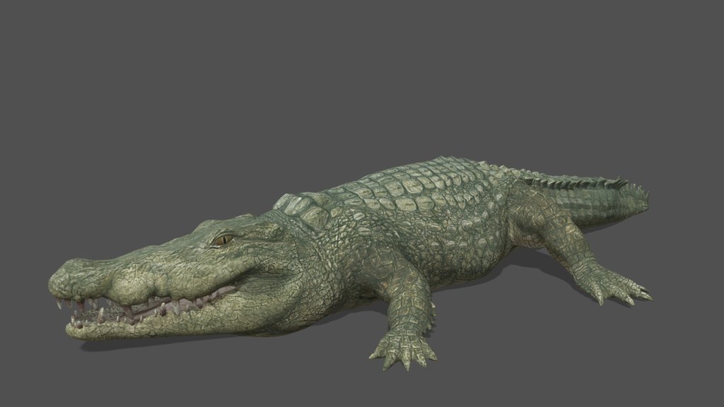 Animated Crocodile – 3D Animal Model