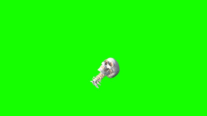 Human-skull-and-neck 3D Model
