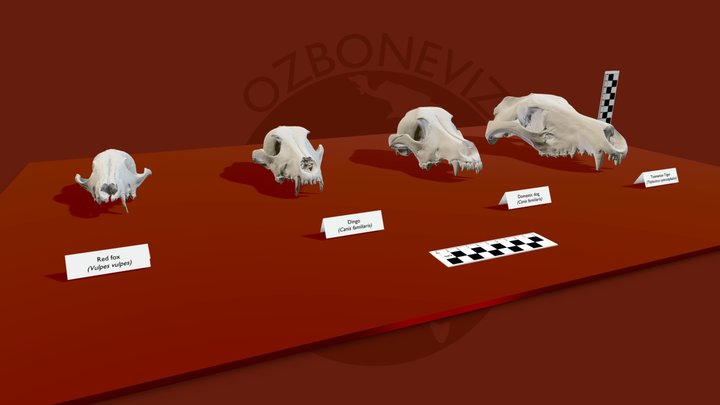 Canid crania compared to a Thylacine 3D Model