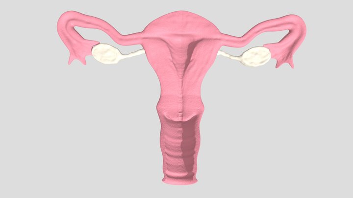 Uterus Anatomic Model 3D Model