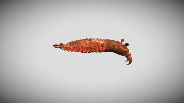 Anomalocaris 3D Model 3D Model