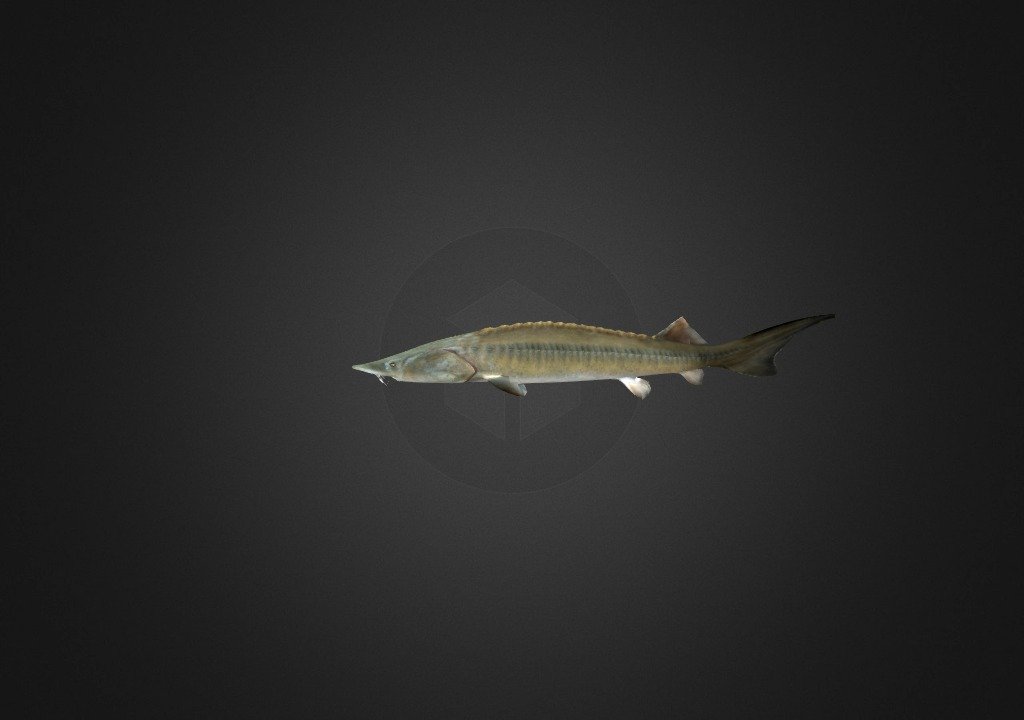 Acipenser Baeri Baicalensis - 3D model by iTechnol [dad8a88] - Sketchfab