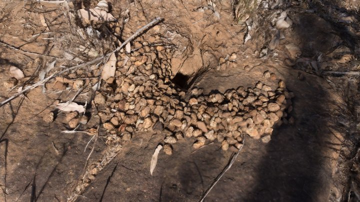Pebble Mound Mouse Nest 3D Model
