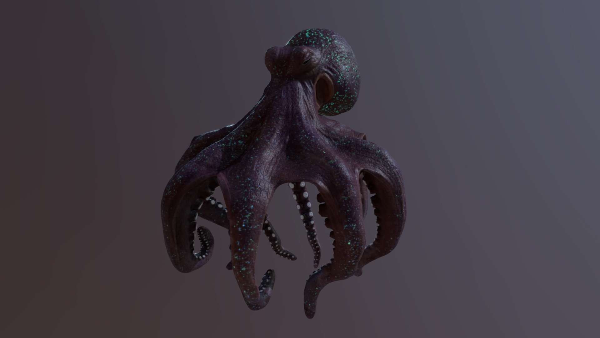 Squid - 3D model by Ashindale [dade0ba] - Sketchfab