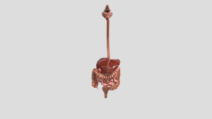 Digestive system exploding aAnimation 3D Model