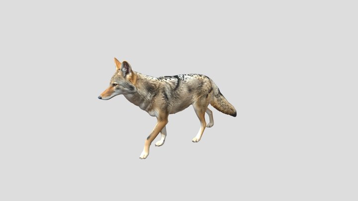 Lone Coyote – Kostenloses 3D-Modell STL